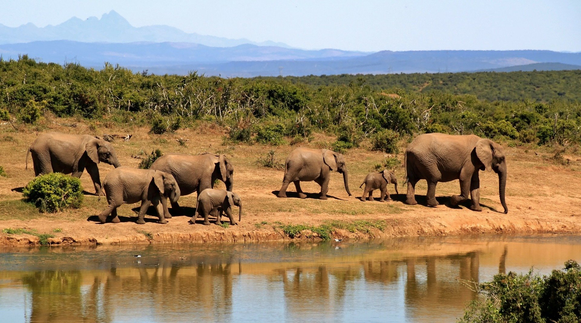 Elefantenherde an einem Wasserlauf